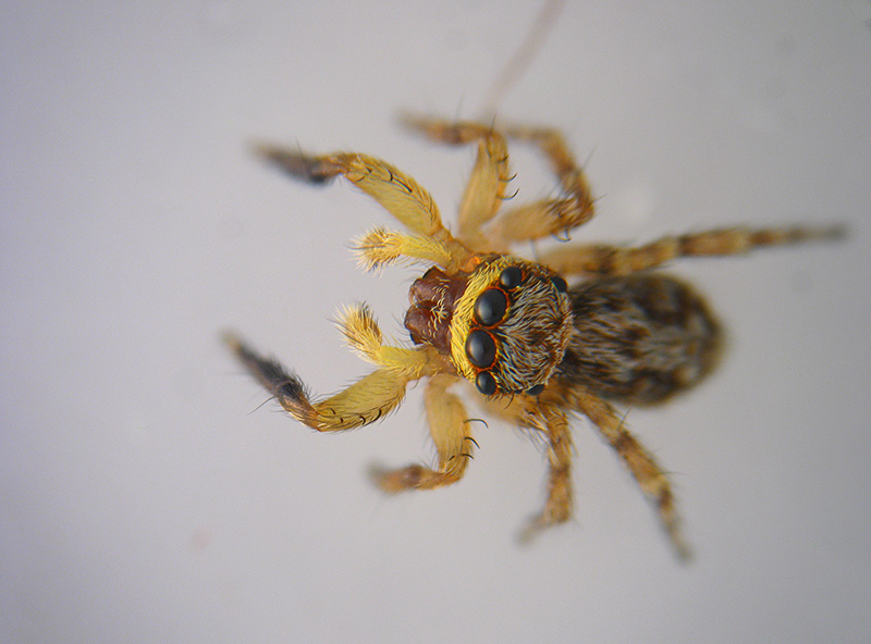 Evarcha falcata? No, Pseudeuophrys vafra, maschio - Albizzate (VA)